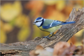 <p>SÝKORA MODŘINKA (Cyanistes caeruleus) ---- /Eurasian blue tit - Blaumeise/</p>